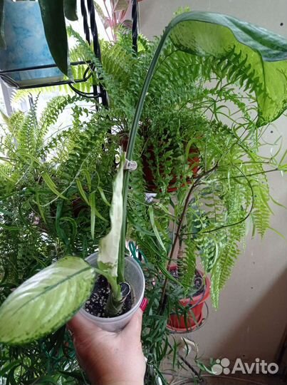 Диффенбахия Рудольф Роерс