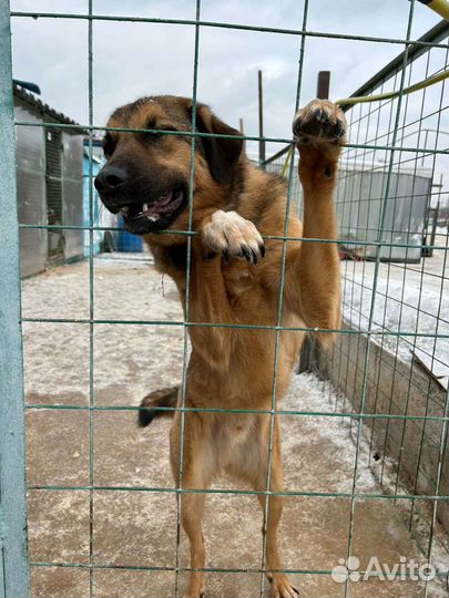 Спаси малыша из приюта
