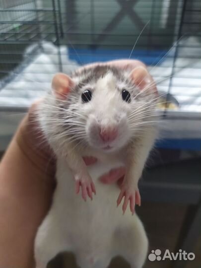 Крыса дамбо с клеткой