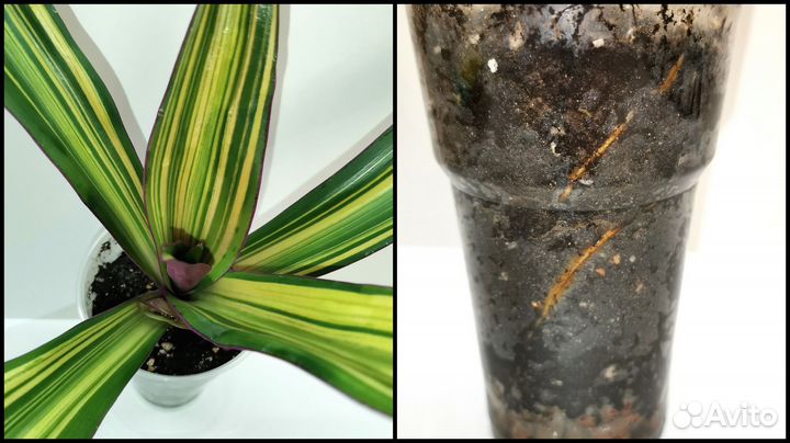 Традесканция Рео Виттата Rhoeo Vittata