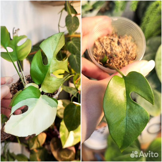 Комнатные растения 9