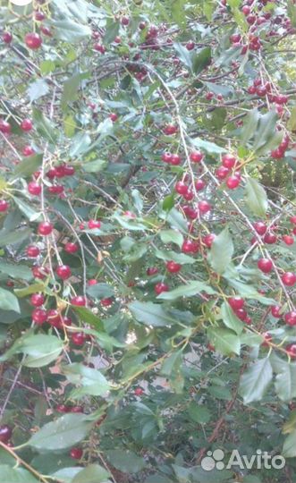 Саженцы Лимонник, Вишня, рябина, каштан