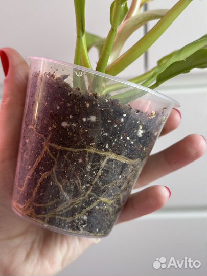 Филодендрон Голден Крокодил