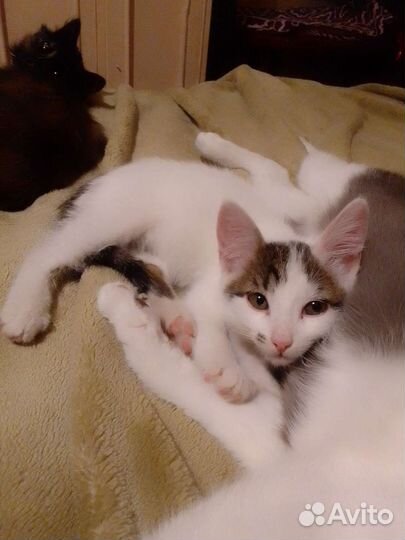 Котята в добрые руки