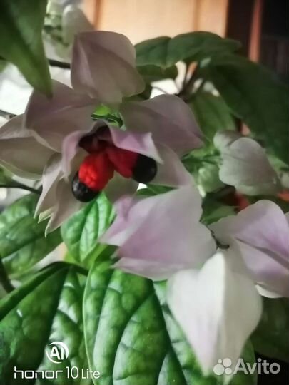 Клеродендрум госпожи Томпсон