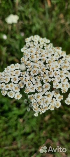 Тысячелистник