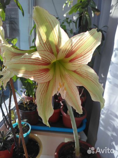 Гиппиаструм