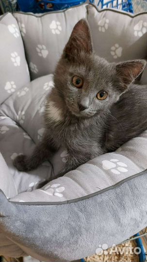 Пепельная малышка Теффи