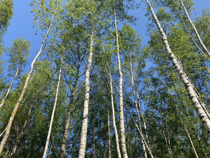 Участок 6,4 сот. (СНТ, ДНП)