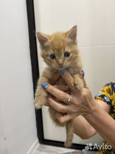 Котята в добрые руки даром девочка