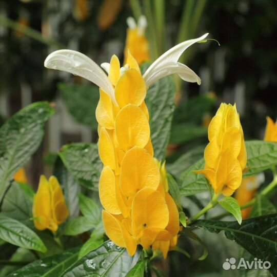 Амарилис, амазонская лилия, пахистахис