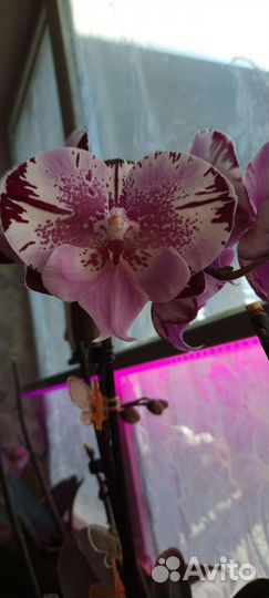 Орхидея фаленопсис детка
