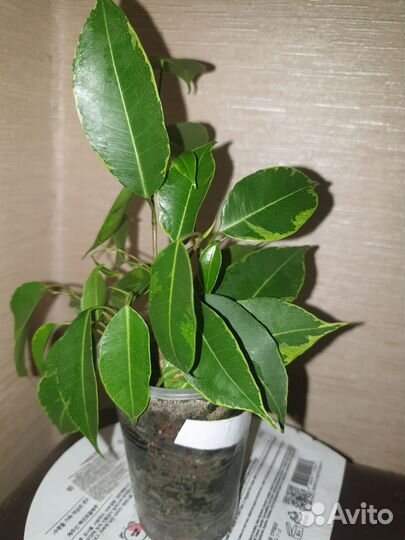 Фикус бенджамина