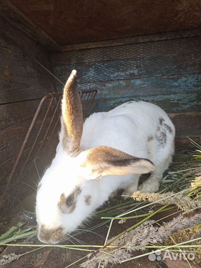 Крольчата, кролики самки