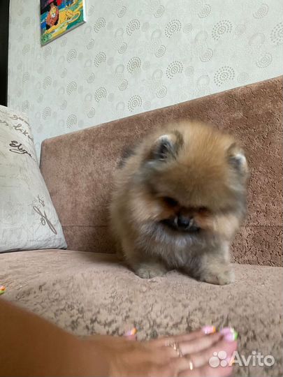 Щенки шпица