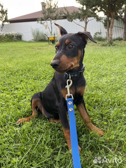 Немецкий пинчер щенки