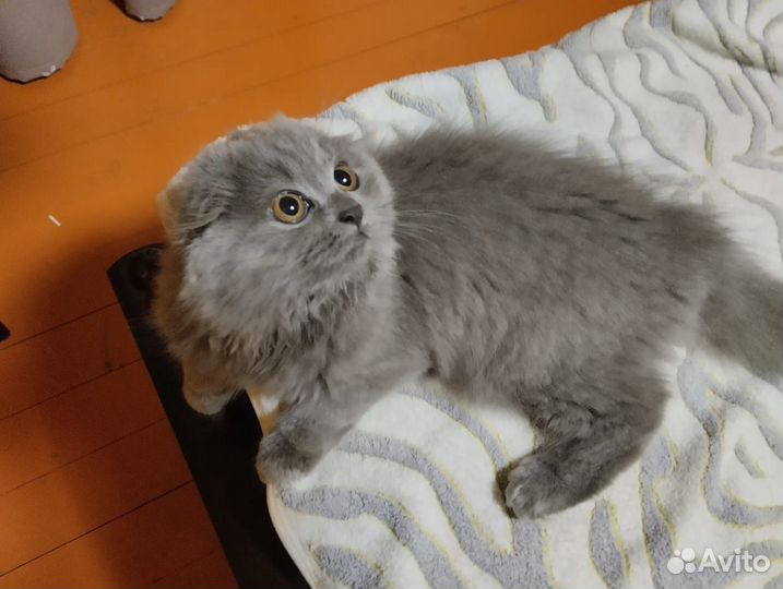 Шотландская вислоухая кошка, кот