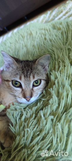 Котята в добрые руки бесплатно