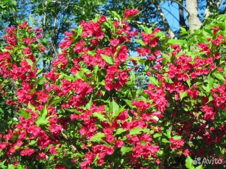 Вейгела Ред Принцес