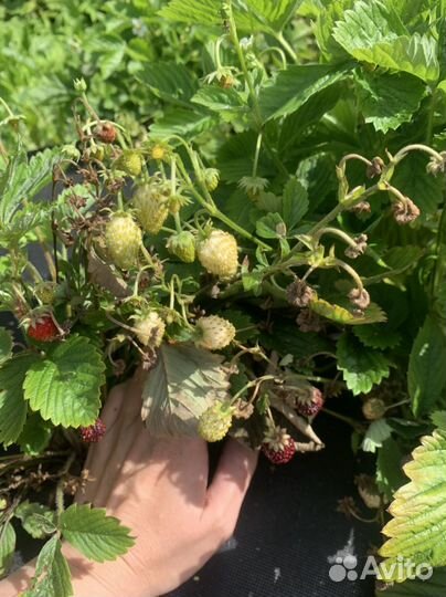 Земляника садовая