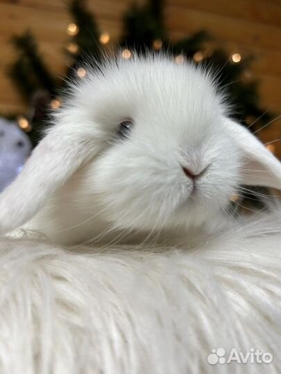 Кролики породы карликовый барашек