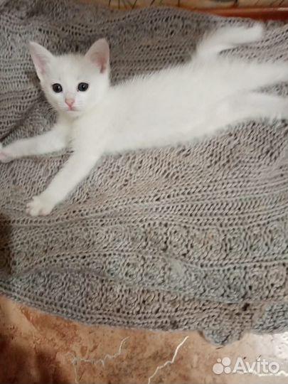 Белый котенок в добрые руки