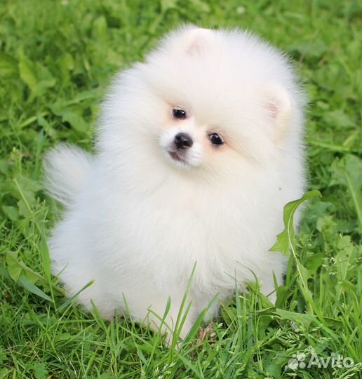 Шикарная белая девочка