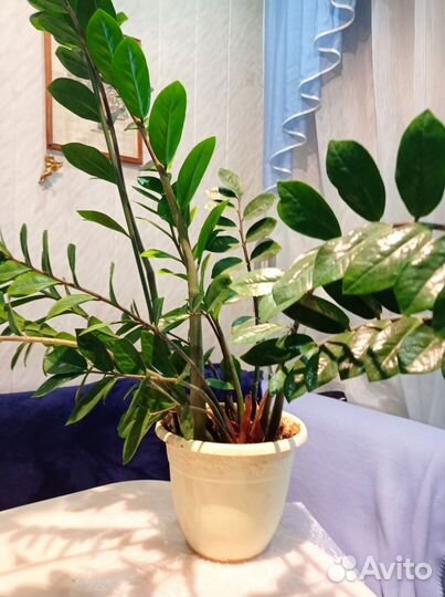 Замиокулькас 19 стволов, высота 90см цвел