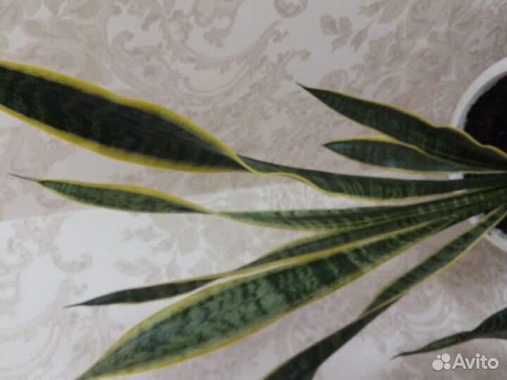 Сансевиерия или тещин язык