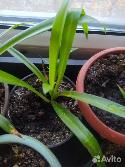 Хлорофитум