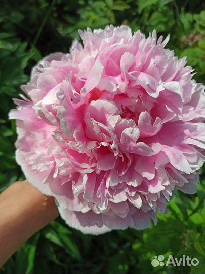 Саженцы пиона Сара Бернар