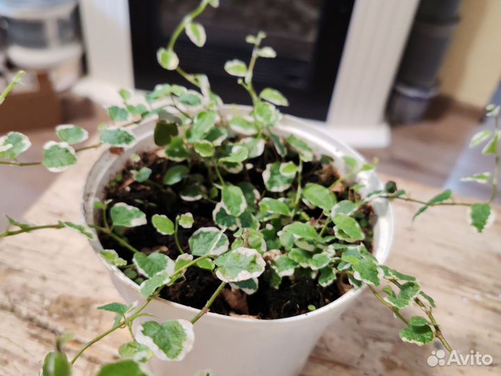 Фикус Пумила «Уайт Санни»