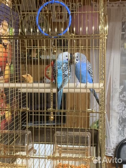 Волнистый попугай