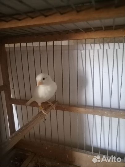 Кенарь