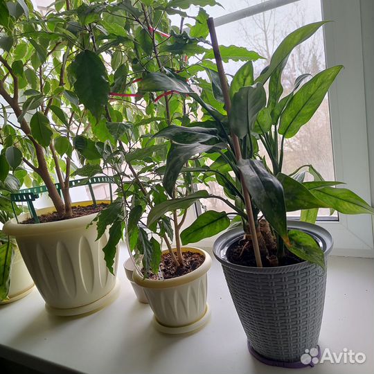 Комнатные растения - обмен