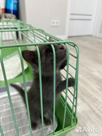 Дымчатая Ася