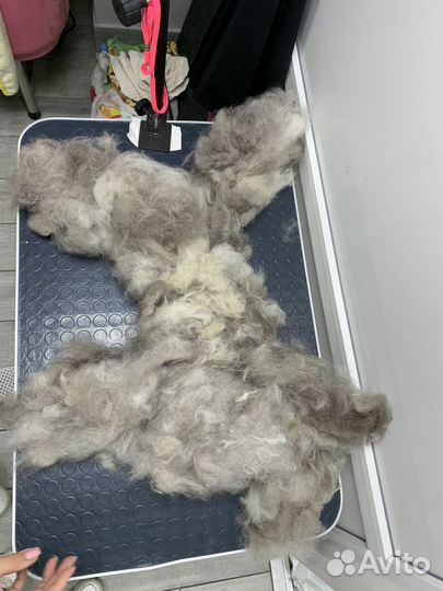 Собачья шерсть хаски