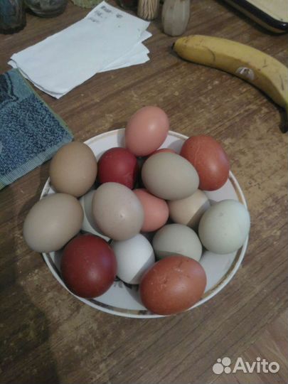 Петух Куры Маран