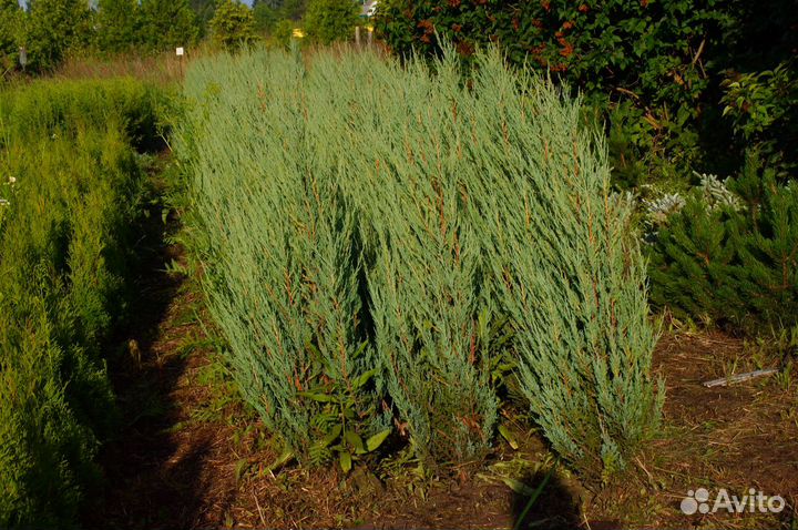 Можжевельник скальный Блю Эрроу