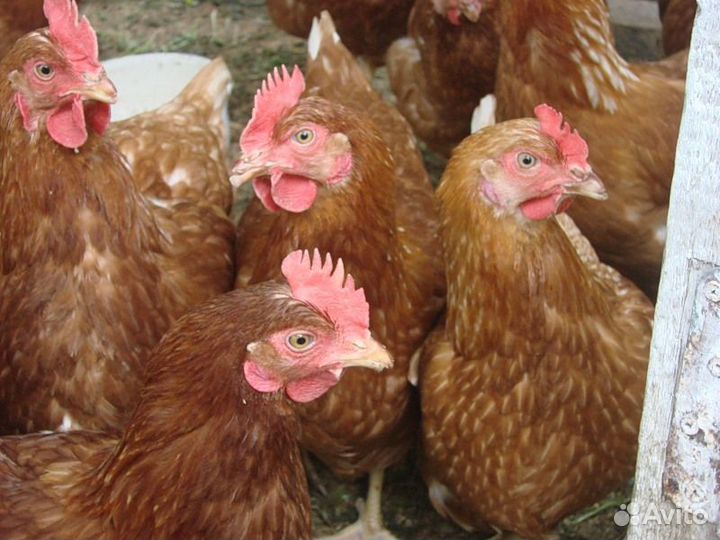 Куры Ломанбраун, Хайсекс, Доминант, Коралл-ник