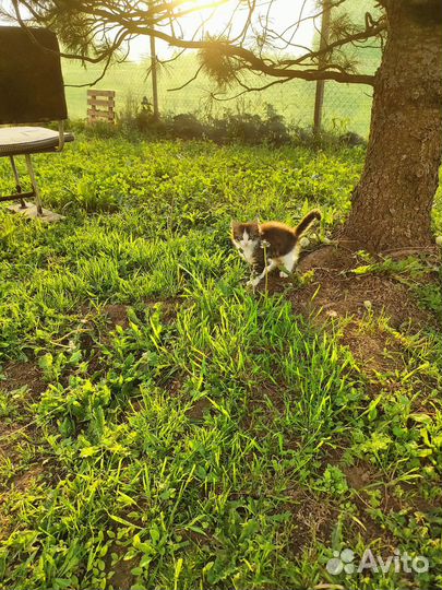 Котик в дар