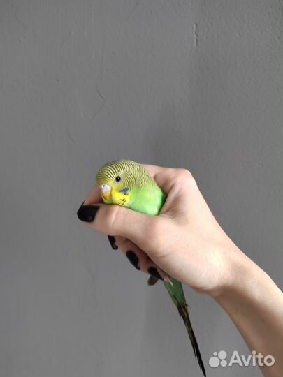 Волнистый попугай