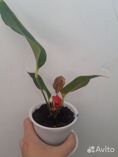 Антуриум шерцера