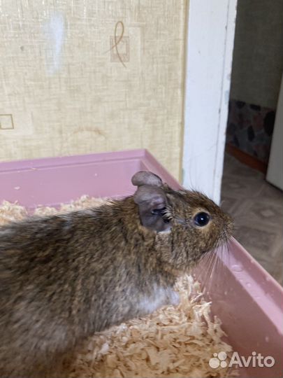 Белка дегу с клеткой