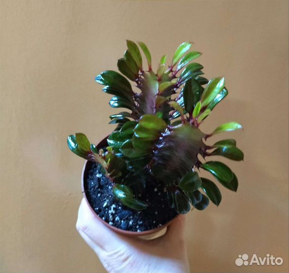 Эуфорбия Тригона Рубра / Euphorbia Trigona Rubra