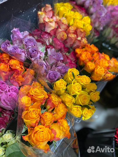 Роза 21/31/51/101