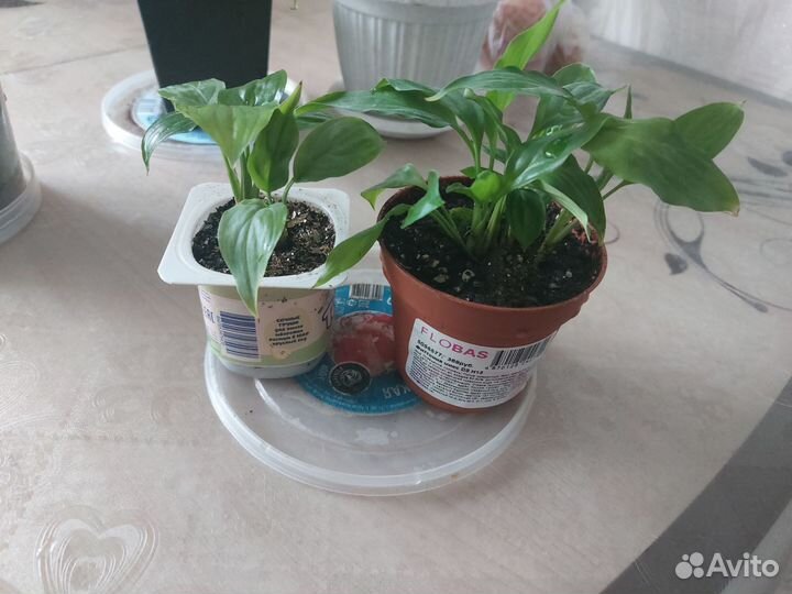 Комнатные цветы,женское счастье, спатифиллум