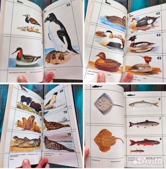 Ботанические книги грибы, растения, животные