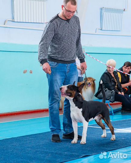 Вязка бультерьер стандартный