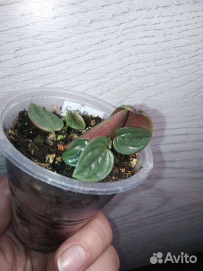 Хояй, филодендрон Пеперомия и другие